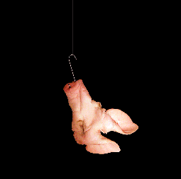 CARETA PROJECT